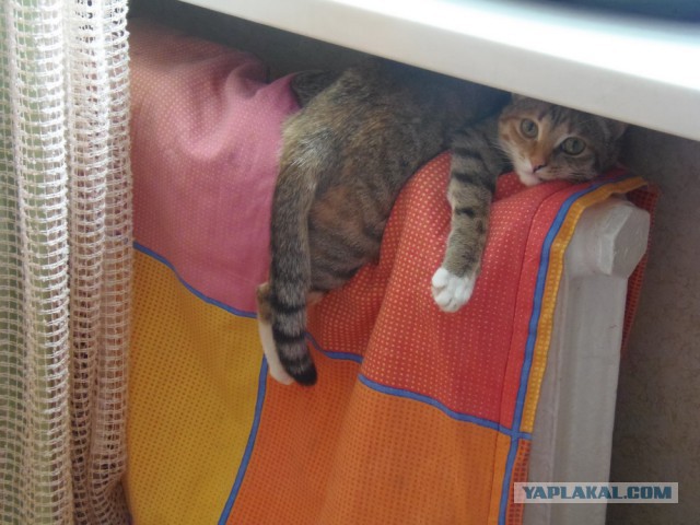 Кот-падоног. Есть у вас такой?