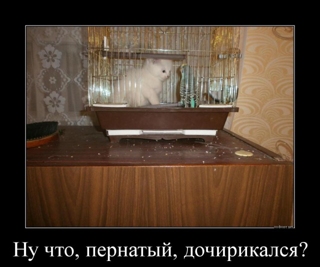 Подборка веселых картинок