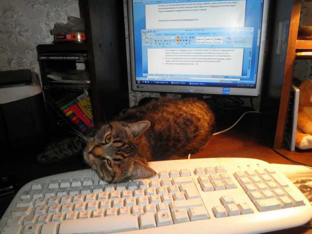 Коты из сети