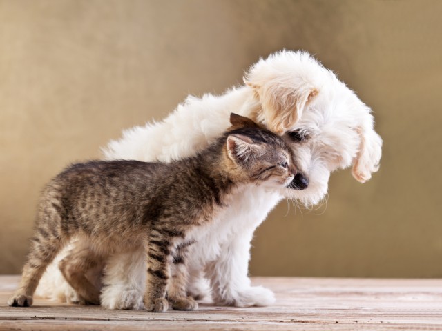 Коты из сети