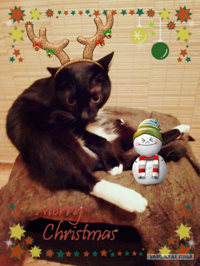 Котовторник 03.01.2017, первый в 2017!