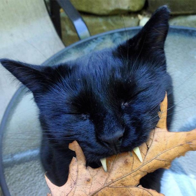 Коты и Кошки