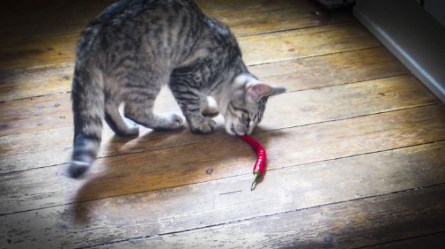Коты и Кошки