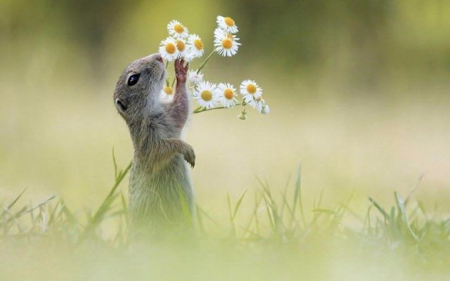 Самые смешные животные