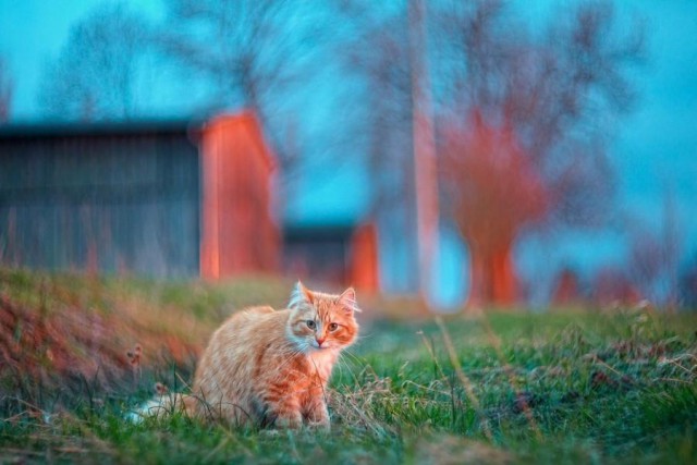 Коты и Кошки