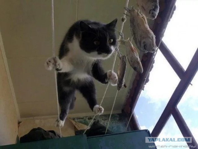 Божий одуванччик