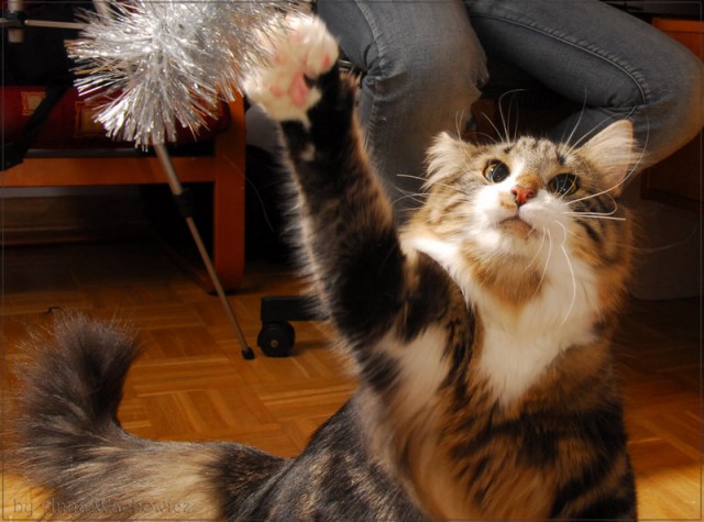 Коты и Кошки