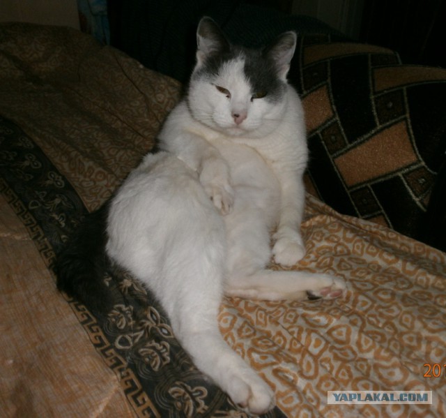 Котовторник  19.12.2017