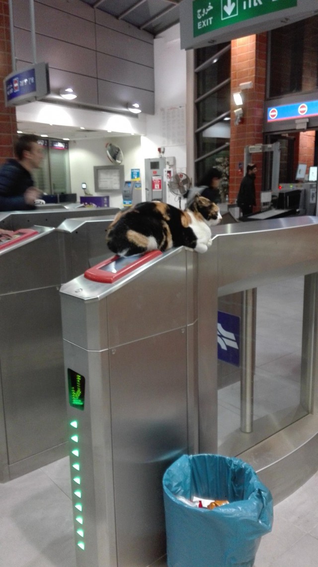 Прикольных котов пост