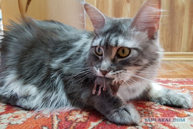 Котовторник 27.02.2018 наступил!