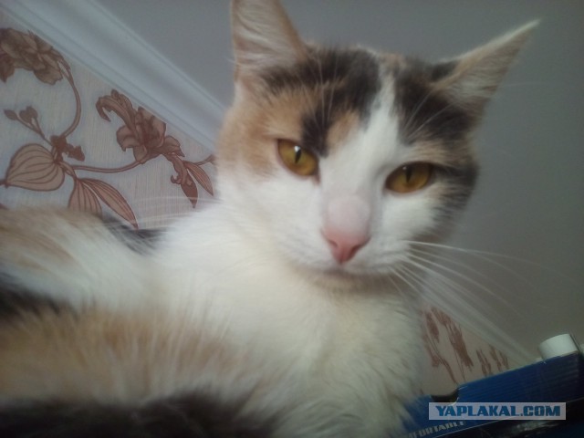 Котовторник  06.03.2018
