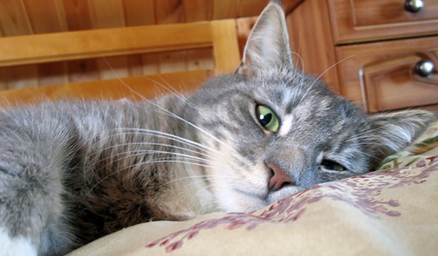 Котовторник 24.04.2018