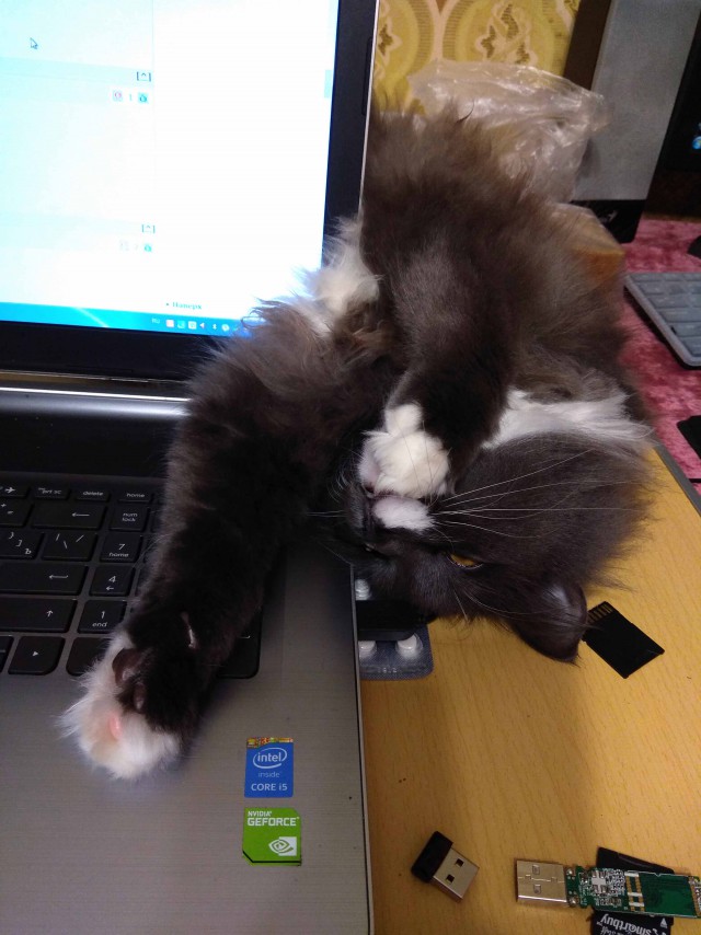 Котовторник 24.04.2018