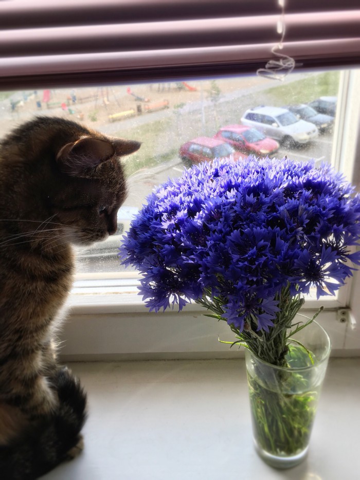 Котовторник 11.09.18.