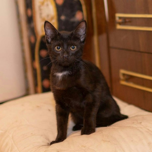 Прикольных котов пост