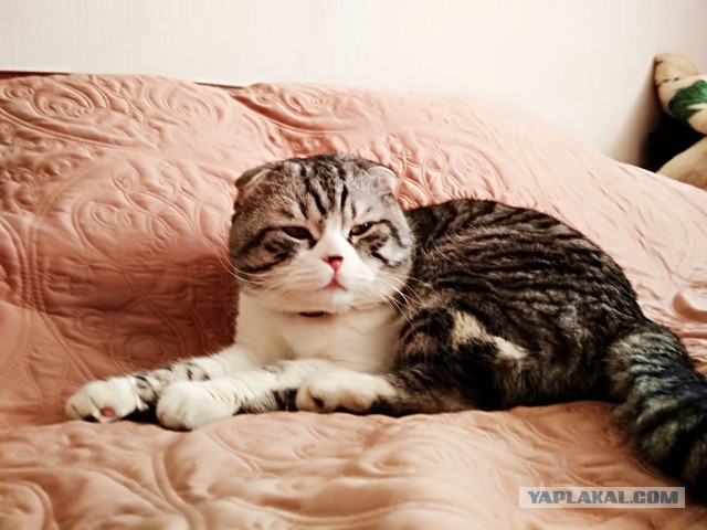 ЯП на Премии Рунета 2018!