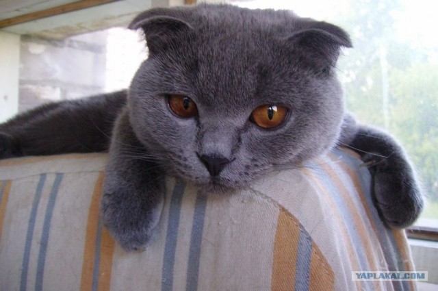 Ну и где ваш котовторник?