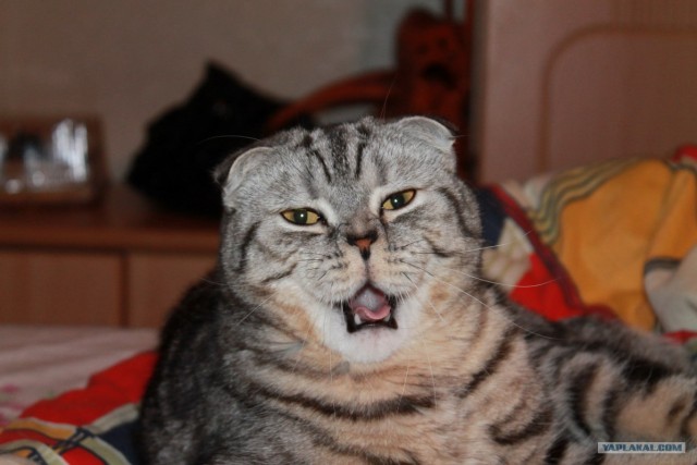 Котовторник (31.01.2012)