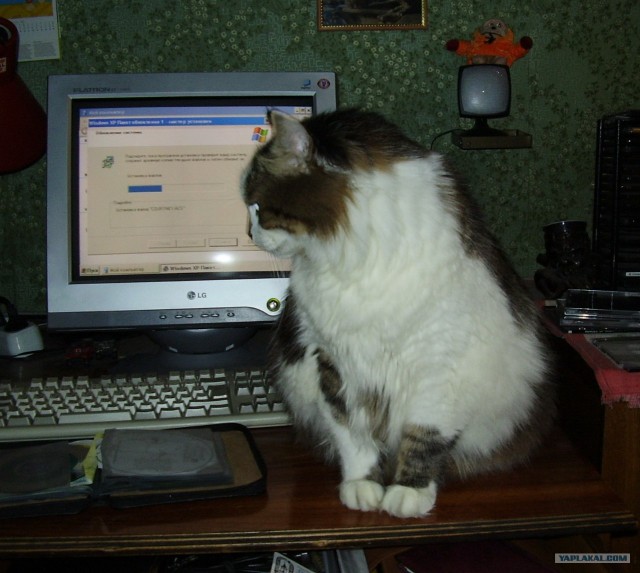 Котовторник 20.03.2012