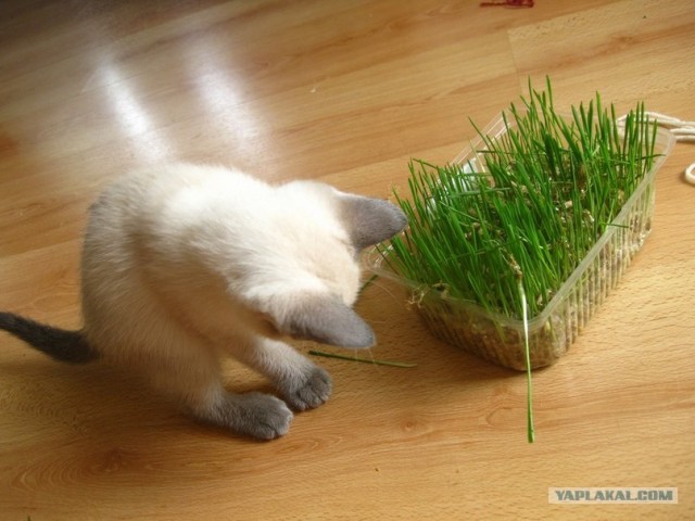 Котовторник 27.03.2012