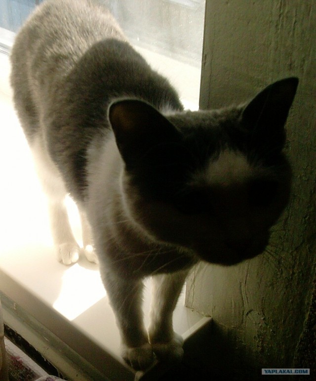 Котовторник 17.04.2012