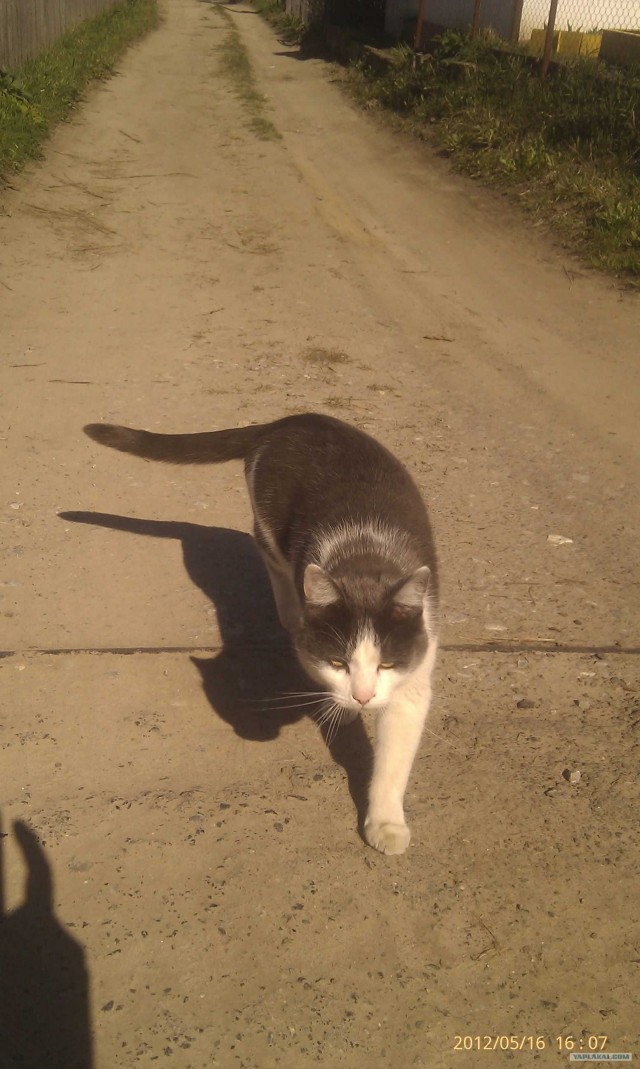 Котовторник 29.05.2012