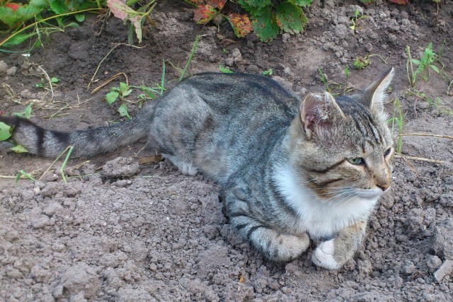 Котовторник 30.10.2012