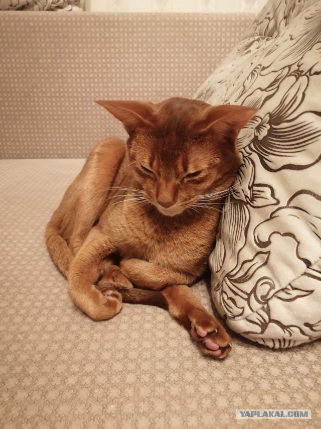 ̶К̶о̶р̶о̶н̶  Котовторник!