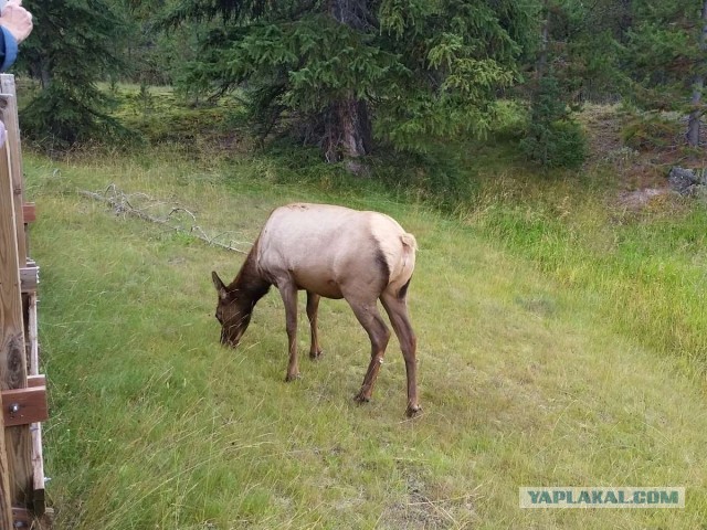 Йеллостоун пока не долбанул (заметки очевидца)