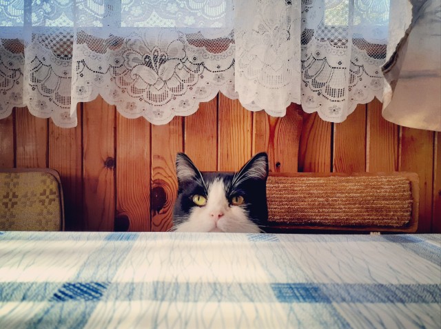 Котовторник