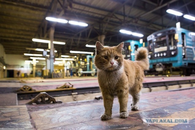 На любом заводе есть кот, которому позволено всё