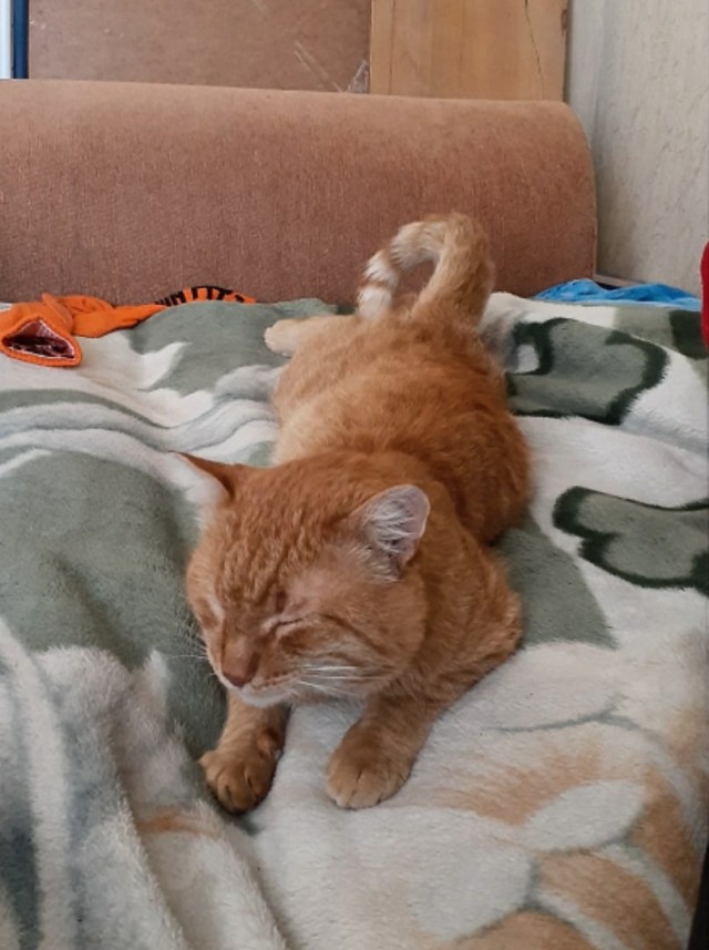 Эти забавные животные