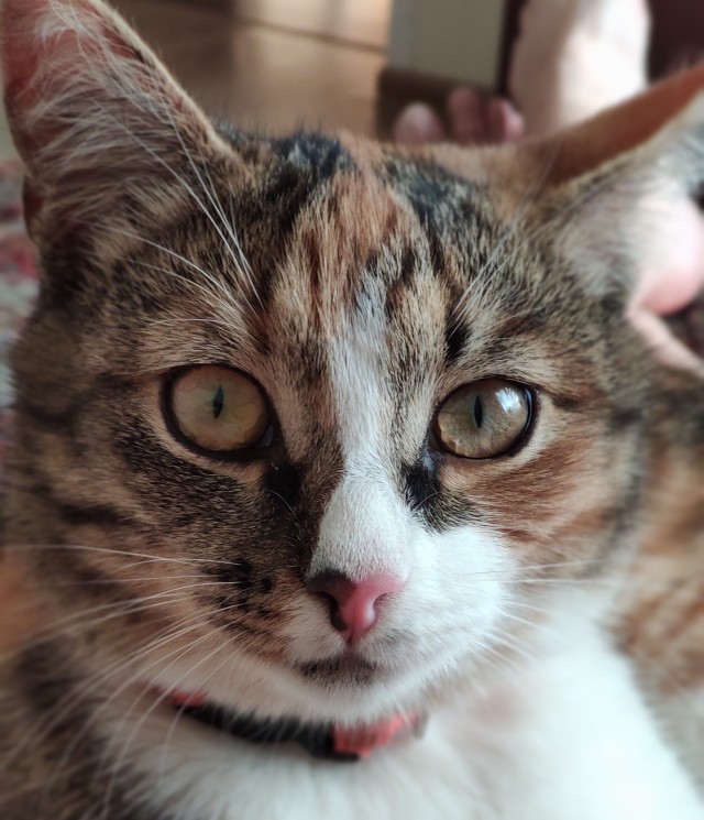Котодед.