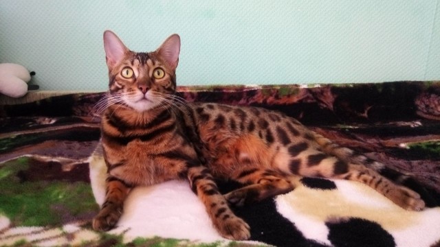 Моя красотка