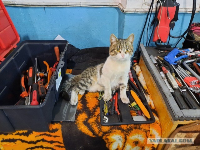 В завершение котовторника.