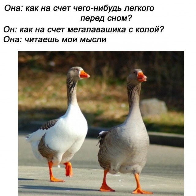 11 мемасиков про животных и отношения