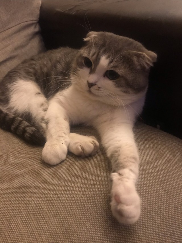 Котовторник. Добавляйте своих