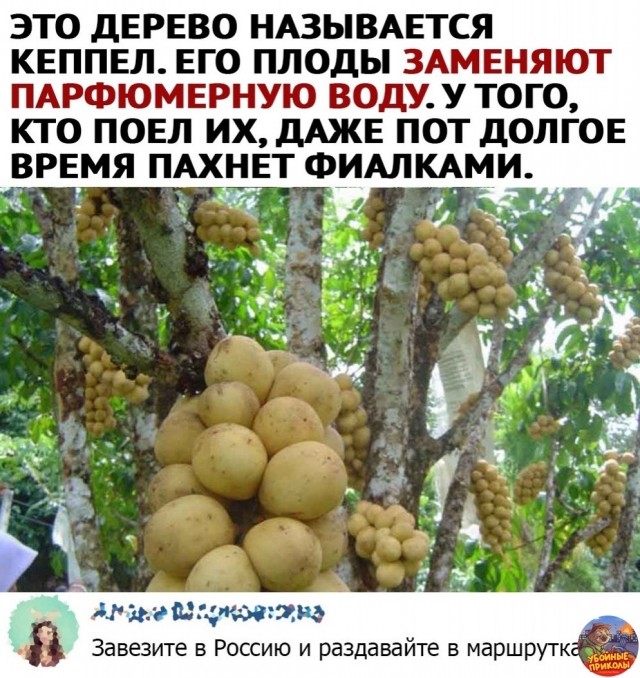 Кретинизмы из сети 05.02.21