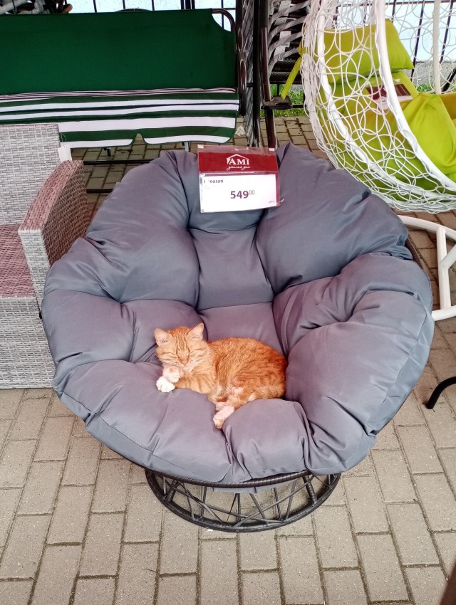 Даешь котовторник!