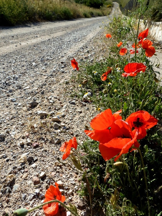 Апельсиняя рыба