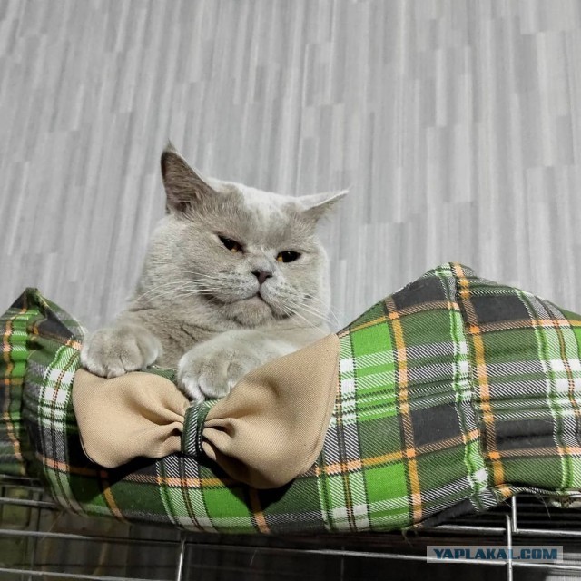 Котовторник (свои добавляем)