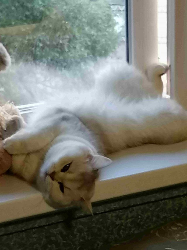 Мой самый первый КОТовторник!