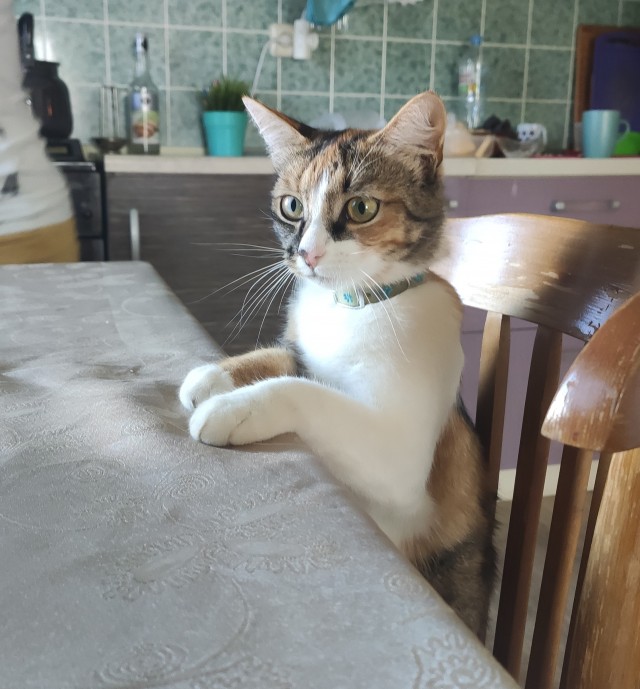 Котовторник 14.09.2021