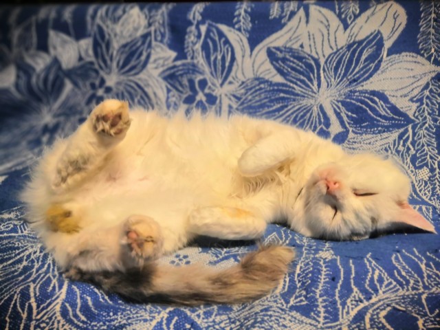 Котовторник
