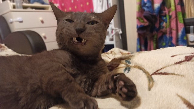 Котовторник так котовторник