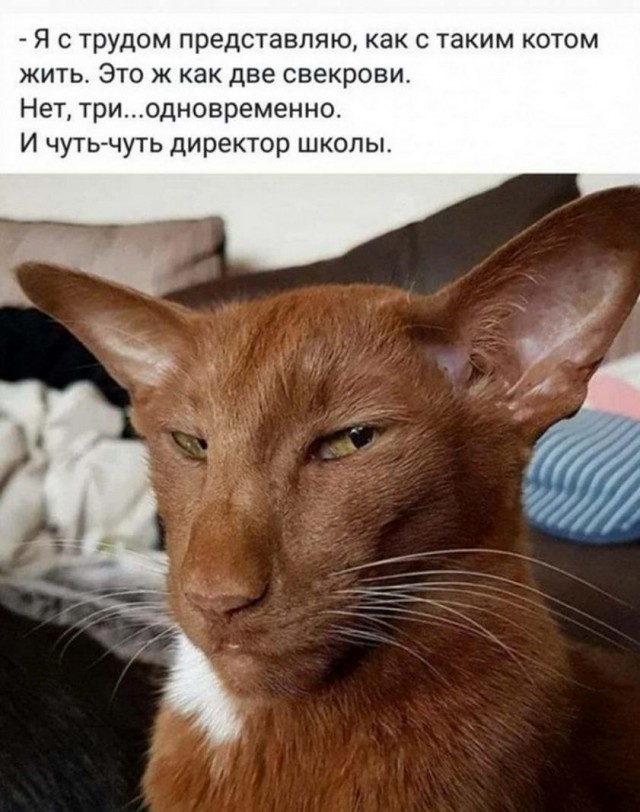 Забавные комментарии из социальных сетей (03.01.22)