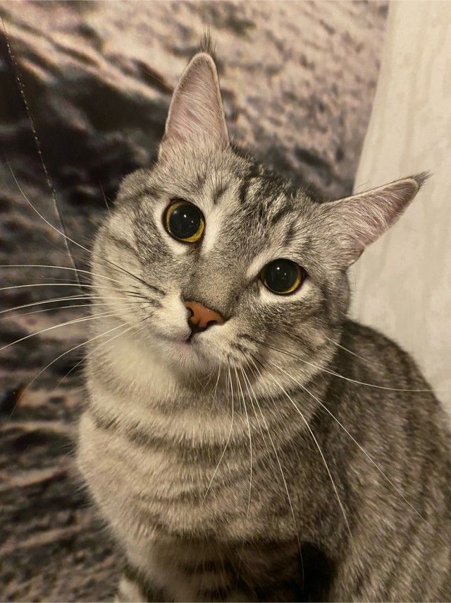 Котовторник - по расписанию!