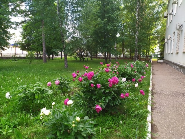 Для успокоения нервной системы