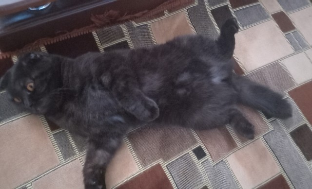 С праздником и котофторником!