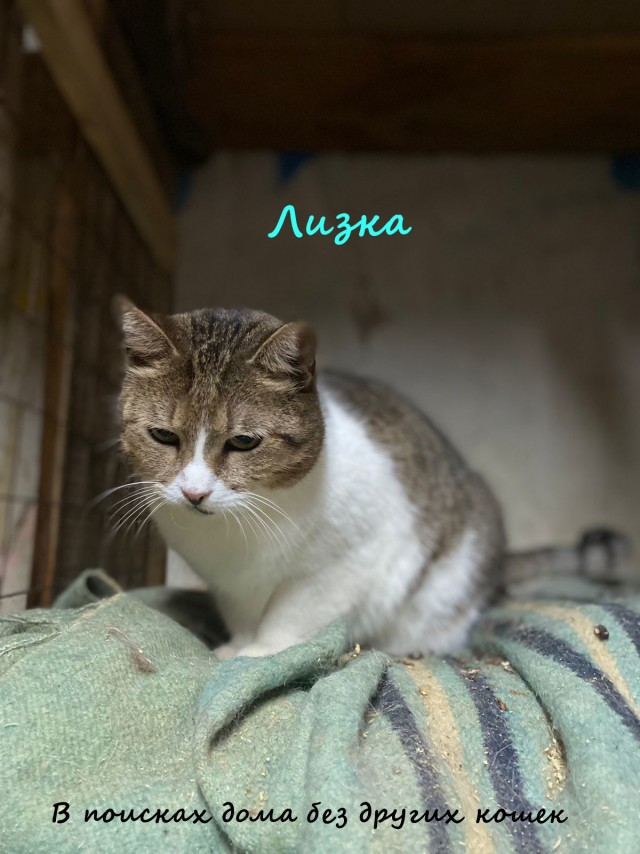 Жизнь домашнего приюта "Котоленд" 334